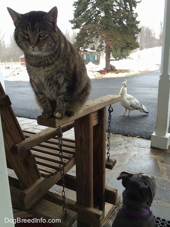 A cat is sitting on the arm of a wooden porch glider chair swing with a blue nose American Bully Pit puppy sitting next to it on a stone porch. There is a Peahen standing on a blacktop surface in the background.