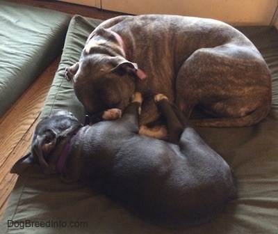 A blue nose American Bully Pit puppy is sleeping on her left side and next to her is a blue nose Pit Bull Terrier on a green dog bed orthopedic pillow.