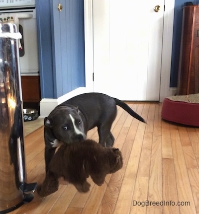 A blue nose American Bully Pit puppy is standing on a hardwood floor with a stuffed doll in her mouth.