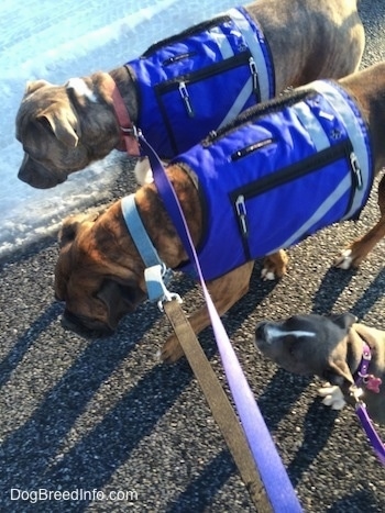 Two dogs in blue vests are walking across a blacktop surface with snow on it being followed by an American Bully Pit puppy.