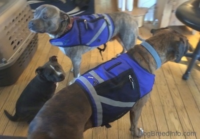 Two dogs are wearing blue vest and they are looking in different directions. Sitting in between them is a blue nose American Bully Pit puppy sitting on the hardwood floor and looking forward.