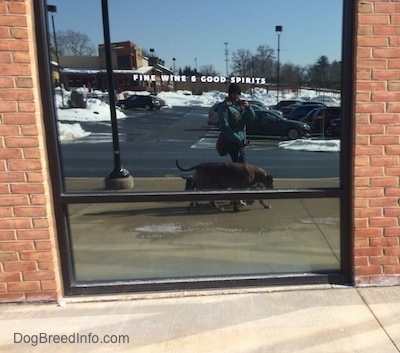 In the reflection of a Fine Wine & Good Spirits store mirror is a lady walking two dogs and a puppy.
