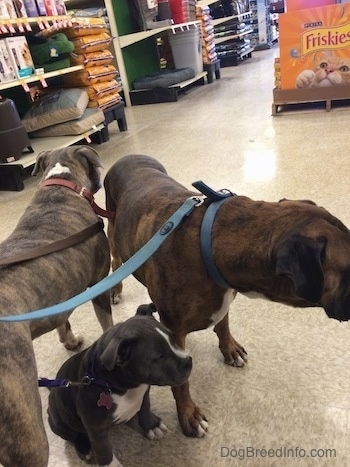 Two dogs and a puppy are standing on a tiled floor in a pet store.