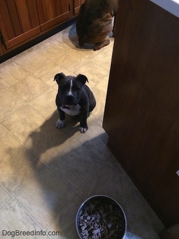 A blue nose American Bully Pit puppy is sitting on a tiled floor with a food bowl a few feet in front of her.