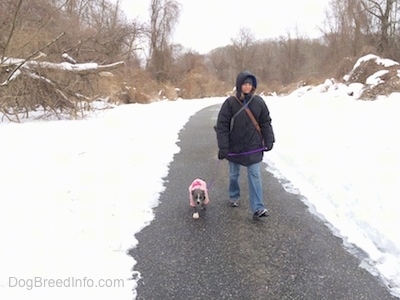 A person in a large coat is leading a blue nose American Bully Pit puppy in a pink jacket on a walk down a blacktop surface pathway that has snow on both sides.