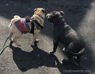 A blue nose American Bully Pit puppy is preparing to sit on a blacktop surface and in front of her is a tan with black Pug looking towards the left.