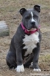 Close up - A blue nose American Bully Pit puppy is sitting in grass and she is looking forward.