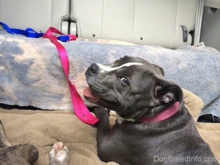 A blue nose American Bully Pit puppy is laying on a dog bed in the back of a mini van looking to the left. The bench seat to the van is in front of her with a gray towel over it.