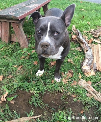 A blue nose American Bully Pit is standing in grass, in front of a hole and she is looking forward. Her right ear is lifted up and she has dirt all over her nose. There is a wooden bench behind her.