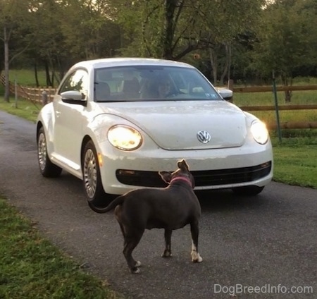 A blue nose American Bully is standing on a driveway in front of a Volkswagon Beetle.