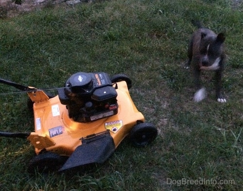 A blue nose American Bully Pit is jumping in grass in front of a yellow and black lawn mower.