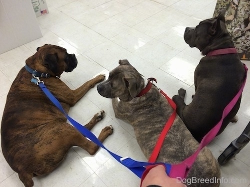 A brown with black and white Boxer is laying next to a blue nose Pit Bull Terrier and a sitting blue nose American Bully Pit. There is a hand holding there leashes. The dogs are on a white tiled floor.