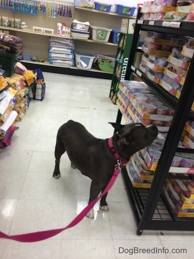 A blue nose American Bully Pit is standing on a tiled floor and she is sniffing packages of food on a shelf.