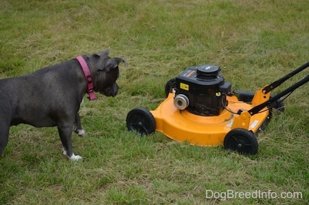 A blue nose American Bully Pit is looking down at a yellow and black lawn mower.