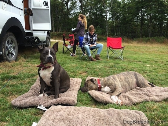 A blue nose American Bully Pit is sitting on a dog pillow. Laying next to her is a blue nose Pit Bull Terrier that is sleeping on a dog pillow. There is a girl sitting in a lawn chair and wittling. There is a person walking into a Tiger Adventure Vehicle RV camper.