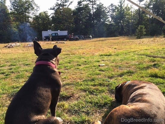 A blue nose American Bully Pit is sitting in grass and laying next to her is a blue nose Pit Bull Terrier. They are looking across the field at people walking around with a pick up truck, trailer, 4 wheelers and motorcycles.
