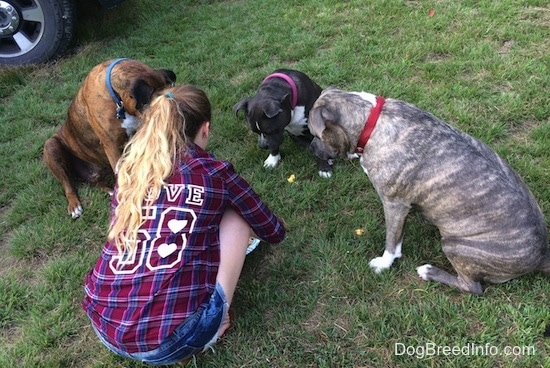 A girl in a plaid shirt is kneeling next to three dogs who are sitting in a circle in grass looking down at treats.