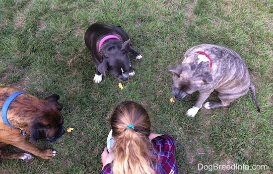 A circle of three dogs and a girl in a maroon and blue plaid shirt are sitting in a circle and looking down at treats in the grass.
