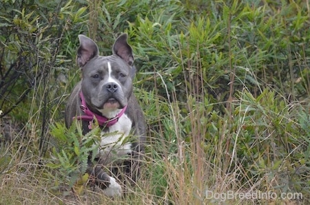 A blue nose American Bully Pit is standing in bushes and looking forward alert with her ears standing straight up in the air.
