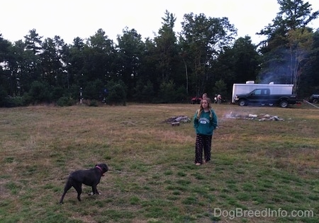 A blue nose American Bully Pit is bringing a stick in her mouth to a girl in a green hoodie in the middle of a field.