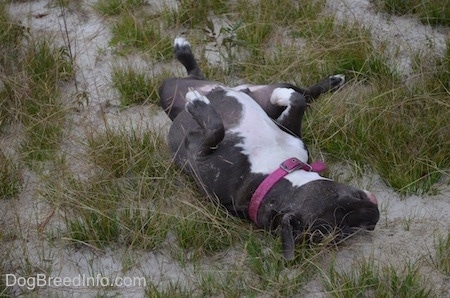 A blue nose American Bully Pit is laying on her back belly-up with her paws relaxed in the air in sand and she is looking to the right.