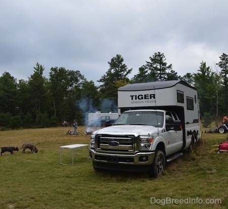 A Tiger Adventure Vehicle RV camper is parked in a field. Two Dogs are digging around in dirt. In the background there is a person starting a fire.