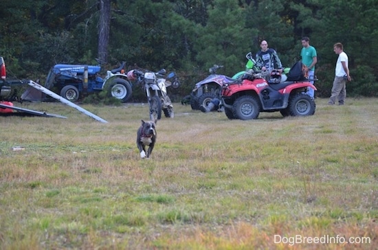 A blue nose American Bully Pit is running across a field. In the background there are men standing around dirt bikes and four wheelers.