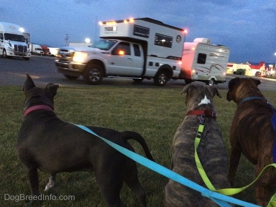 The back of Three Dogs sitting in grass and looking out to a parking lot full of trucks and a Tiger Adventure Vehicle RV built on a Ford truck pulling a camper.