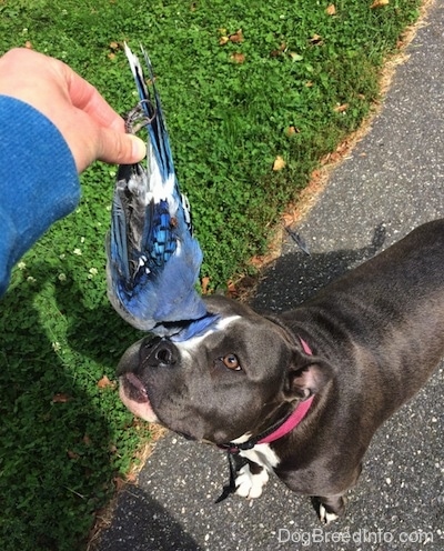 A person is holding a dead Blue Jay above the head of a blue nose American Bully Pit dog who is attempting to sniff it.