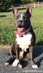 A blue nose American Bully Pit is sitting on a blacktop surface and she is looking forward. Her mouth is open and both of her ears are up. It looks like she is smiling.