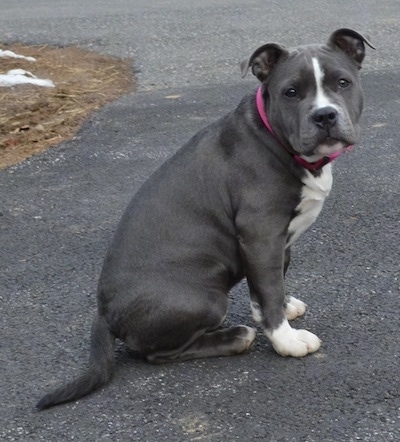 Mia The Blue Nose American Bully Pit Pedigree And Lines