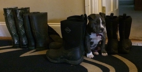 A blue nose American Bully Pit puppy is sitting on a rug  in between a line of boots. She blends in quite nicely about the same height as the boots.