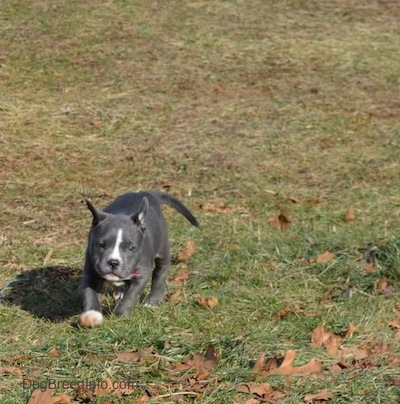 A blue nose American Bully Pit puppy is running across grass and brown leaves.