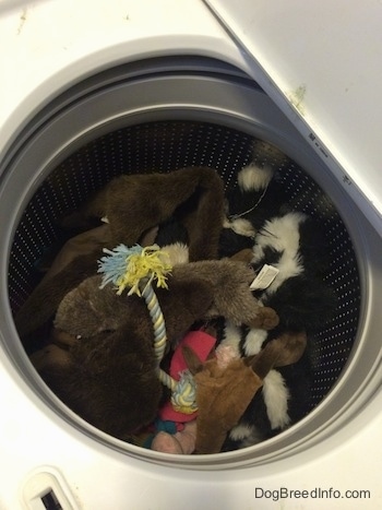 A pile of dog toys are in a washer.
