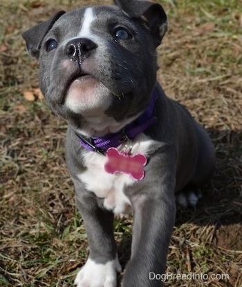 what does a 4 month old american bully puppy like to eat