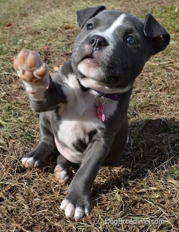 what does a 4 month old american bully puppy like to eat
