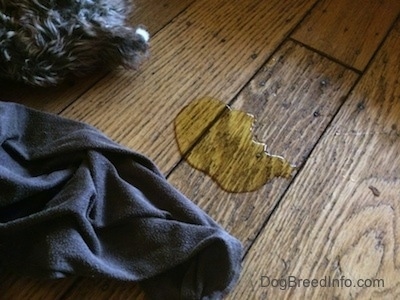 Dog pee on a hard wood floor. It is seeping down the crack in the wood and is next to a blanket and a fuzzy toy.