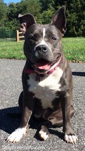 A wide-chested, thick-bodied, blue nose American Bully Pit is sitting on a blacktop looking forward. Her mouth is open and it looks like she is smiling.