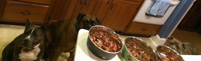 A blue nose American Bully, A brown brindle Boxer and a blue nose Pit Bull Terrier are looking up at a kitchen island that has three bowls of food on it.