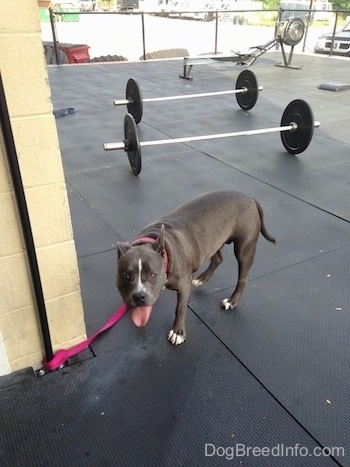 A blue nose American Bully Pit is standing on a mat surface and she is looking forward. Her mouth is open and tongue is out.
