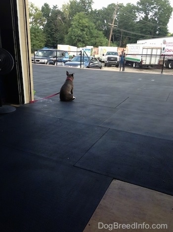 A blue nose American Bully Pit is sitting on a mat surface and she is looking out at all the cars in a parking lot.