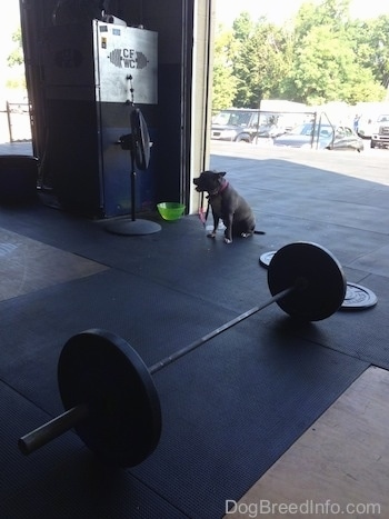 A blue nose American Bully Pit is sitting on a mat surface and she is looking at a fan next to her. There is a huge bar bell with heavy weights on it in front of her.
