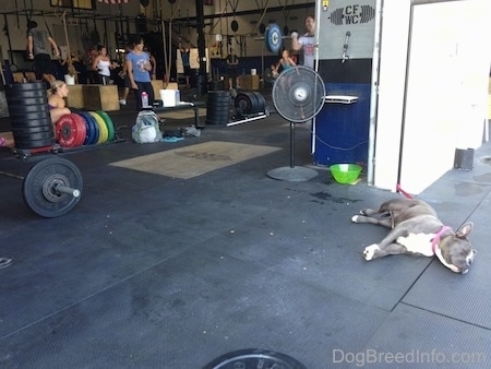 A blue nose American Bully Pit is sleeping on her left side on a mat surface. There are people in the background working out.