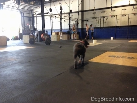 A blue nose American Bully Pit is walking across a mat surface. She is looking to the right. There are people working out in front of her.