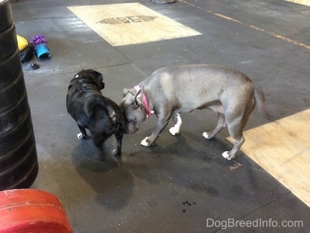 A blue nose American Bully Pit is sniffing a black dog in front of her.
