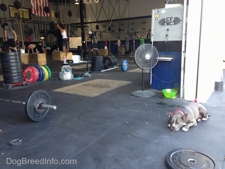 A blue nose American Bully Pit is laying down on a mat surface in a doorway with liftig weights around her. There are people in the background working out behind them.