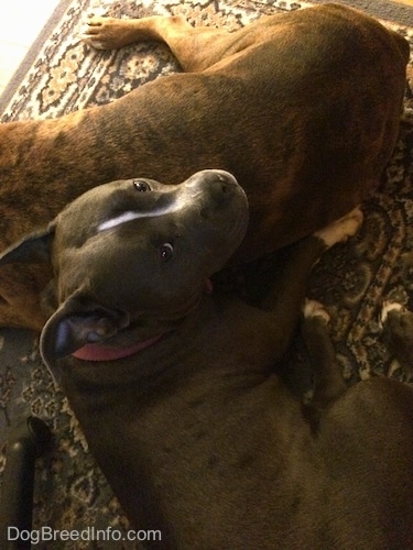 A blue nose American Bully is laying on the back of a brown brindle Boxer.
