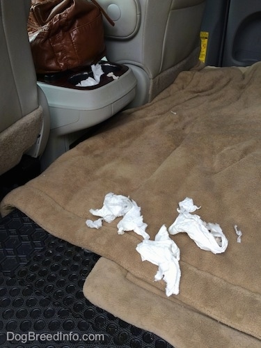 There are pieces of chewed paper on a dog mat in the back of a van.