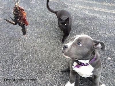 A person is holding a piece of a dead bird. A black Cat is walking across a blacktop surface. A blue nose American Bully Pit puppy is sitting on a blacktop surface looking at the dead bird.