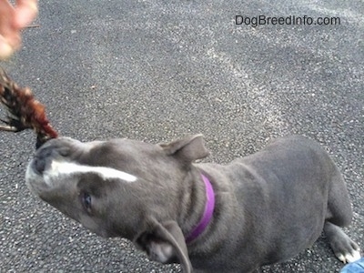 Close up - A person is taking an item out of the mouth of a blue nose American Bully Pit puppy.
